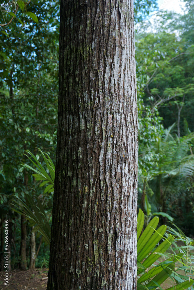 Fototapeta premium detail of a large bark that is in the forest
