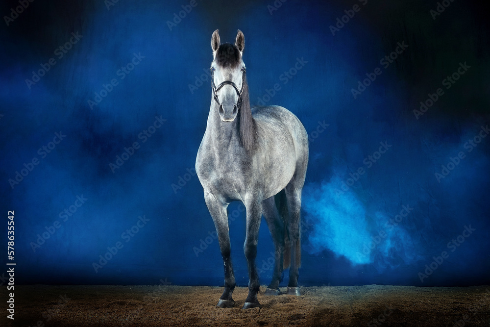 Fototapeta premium Pferd im Studio