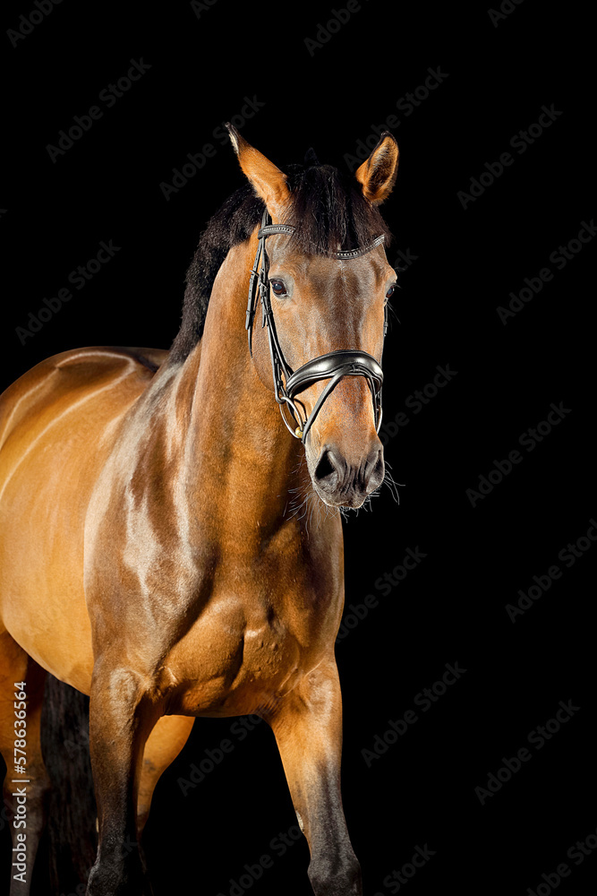 Fototapeta premium Pferd im Studio