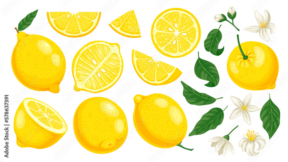 Cartoon yellow lemon. Fresh citrus slices and leaves and blossom. Lemonade fruit cartoon isolated vector illustration set. Whole, half and piece of lemon, tasty juicy and organic product
