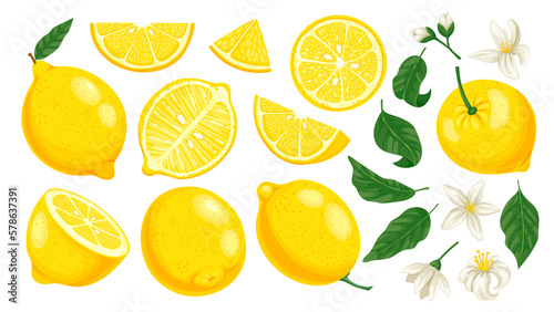 Cartoon yellow lemon. Fresh citrus slices and leaves and blossom. Lemonade fruit cartoon isolated vector illustration set. Whole, half and piece of lemon, tasty juicy and organic product