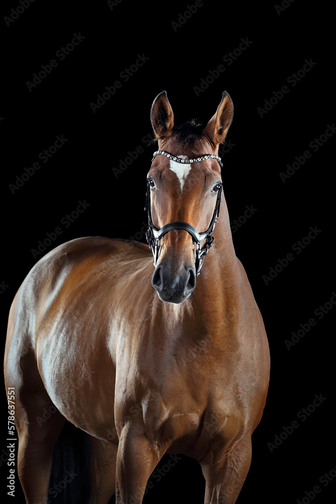 Obraz premium Pferd im Studio