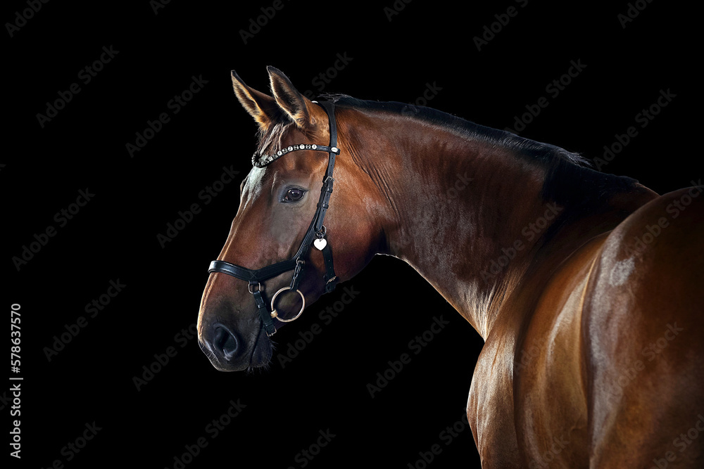 Obraz premium Pferd im Studio