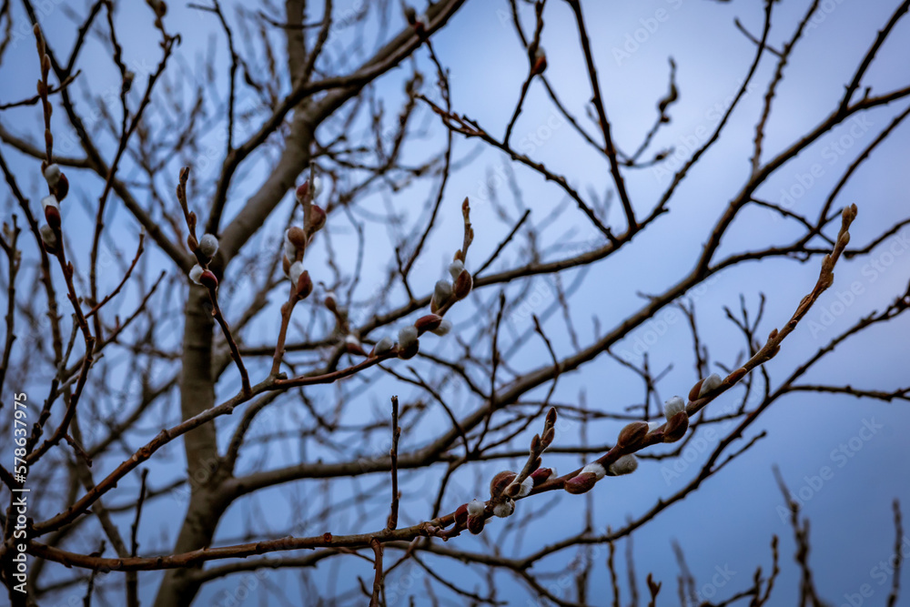 Willow tree branches with catkins against blurred blue sky background. Willow tree branches with catkins against blurred blue sky background.