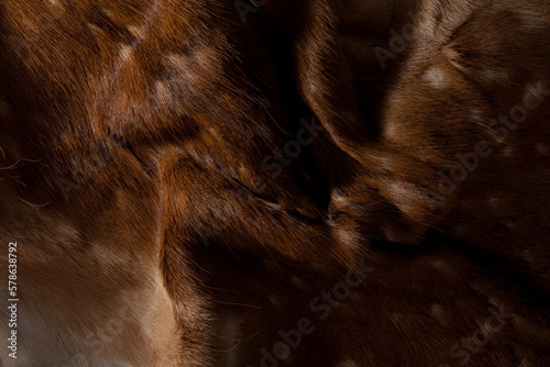 Dark background. Natural fallow deer skin in shades of brown and ore with white dots. Soft, furry, wavy surface.