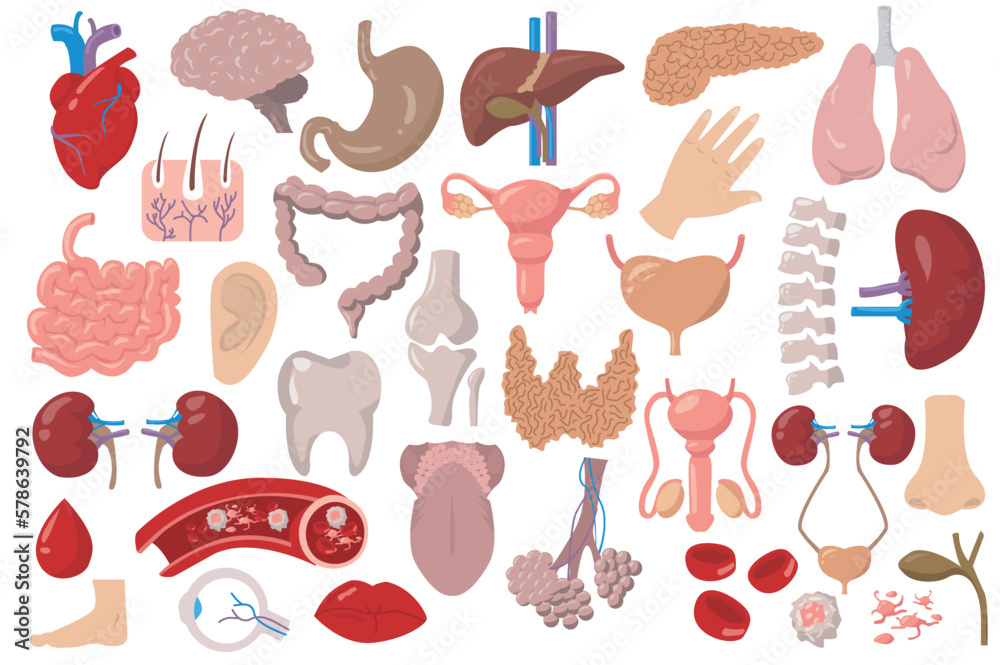 Internal organs set icons concept without people scene in the flat