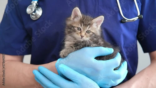 Cropped image of handsome male veterinarian doctor with stethoscope holding cute fluffy striped kitten in arms in veterinary clinic on white background close up. cat and doctor. copy space
