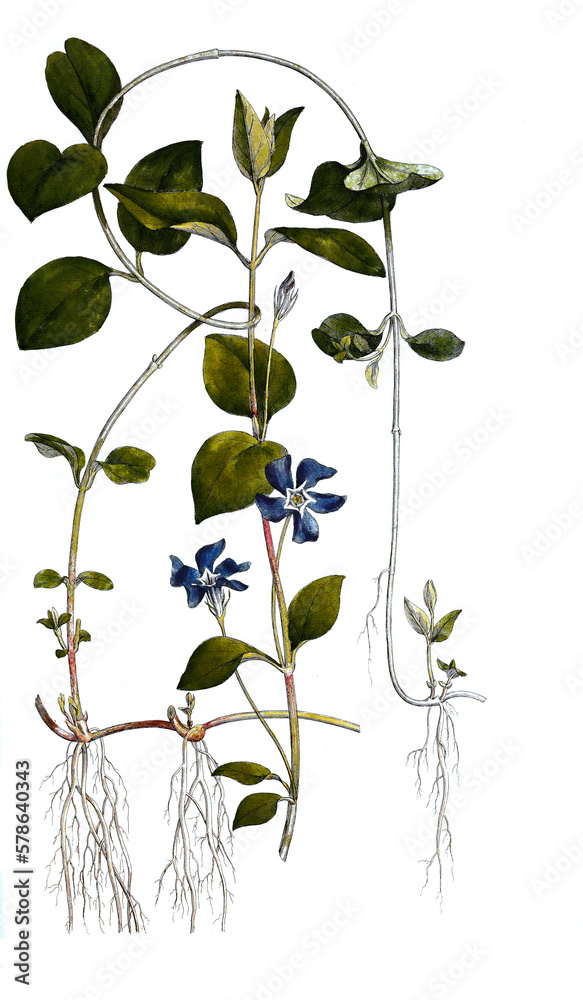 Großes Immergrün, Vinca major