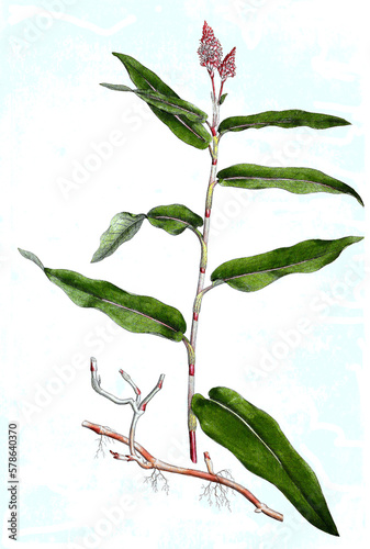 Billede på lærred Wasser-Knöterich, Persicaria amphibia, Synonym: Polygonum amphibium