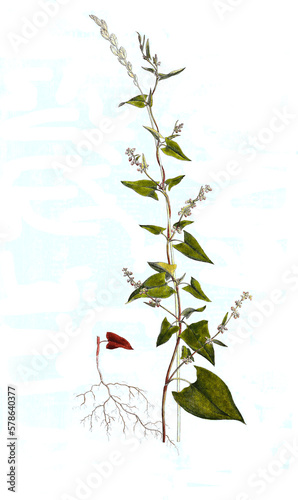 Windenknöterich oder Acker-Flügelknöterich, Fallopia convolvulus, Syn.: Polygonum convolvulus