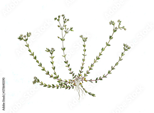 Quendel-Sandkraut, Arenaria serpyllifolia, auch Quendelblättriges Sandkraut oder Thymianblättriges Sandkraut photo