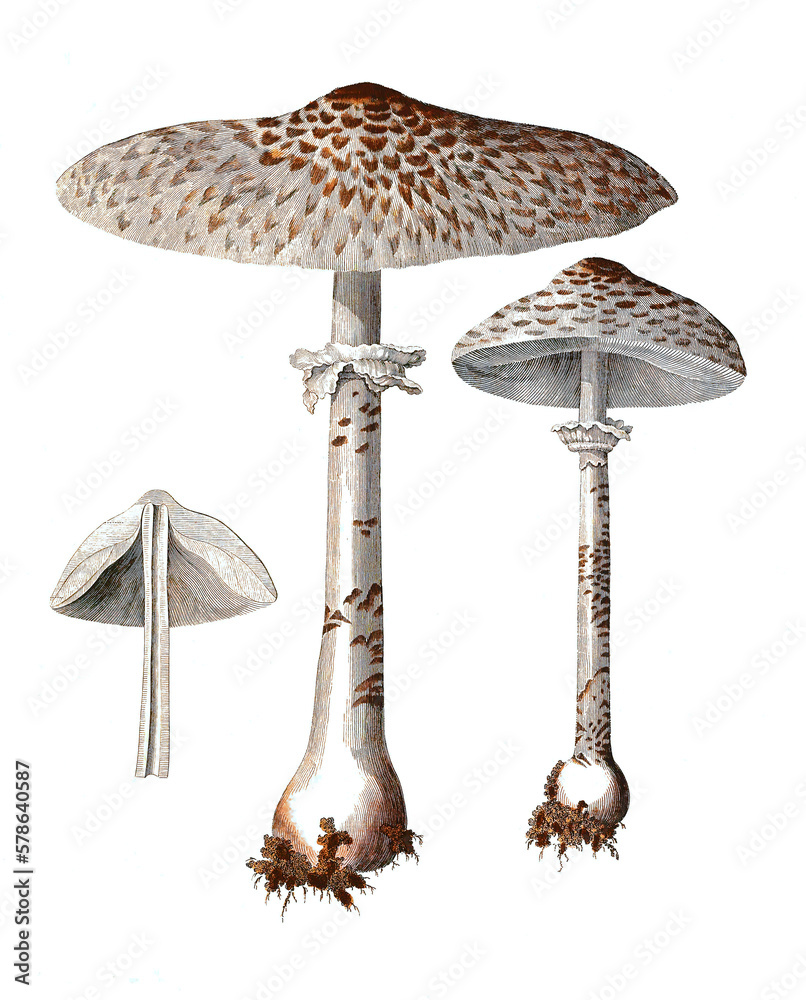 Fotografie Agaricus procerus, Gemeine Riesenschirmling, Parasol oder Riesenschirmpilz