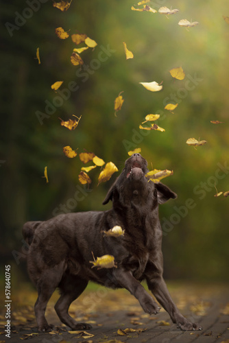 funny chocolate labrador retriever playing with yellow leaves in green nature park