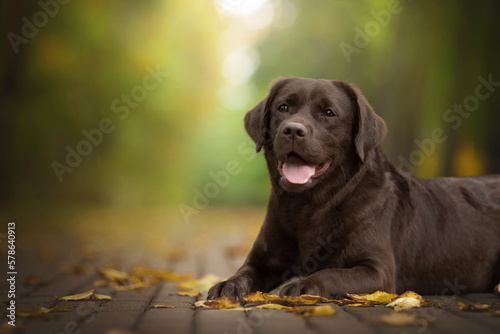 funny chocolate labrador retriever lies on the ground in green nature park