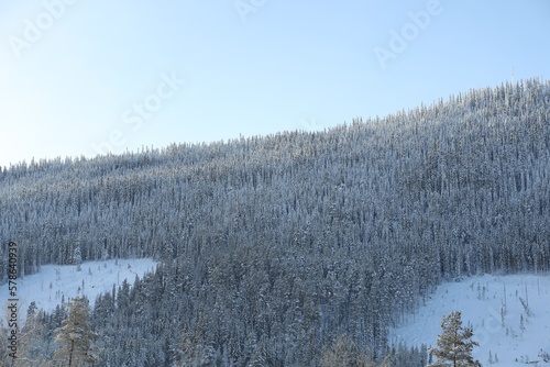 Picturesque view of snowy forest outdoors. Winter landscapes