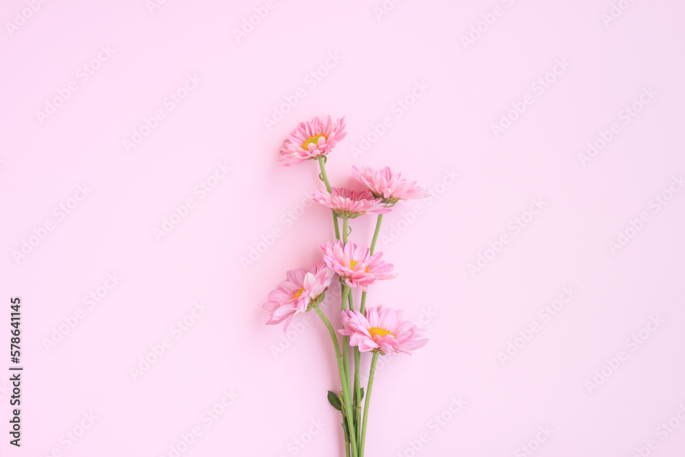 Bouquet of Pink Chrysanthemum Flowers on pink background