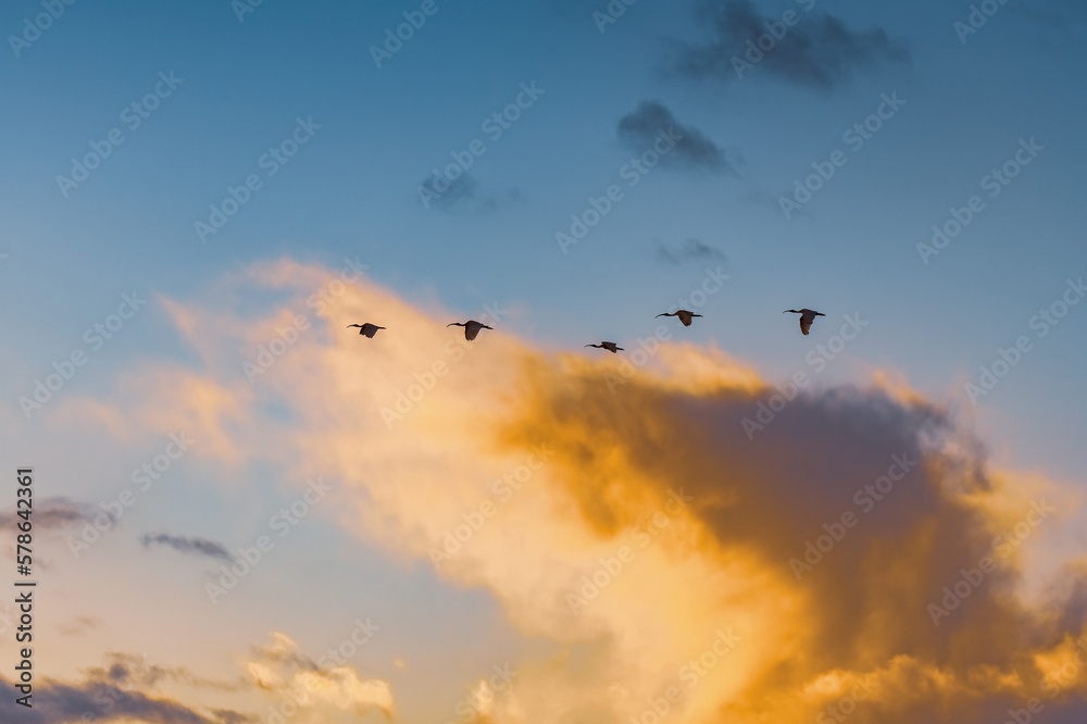 Sunrise sky and clouds with Australian White Ibis birds in flight