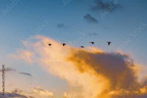 Sunrise sky and clouds with Australian White Ibis birds in flight