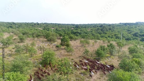 Goats Free Grazing in Group Along Green Hills Landscape Aerial View Above Krnica Countryside in Croatian Natural Fauna, Travel and Tourism European Destination photo