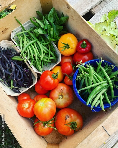 box with various vegetables harvested in the garden, fresh green beans, basil, tomatoes, round peppers, home garden harvest