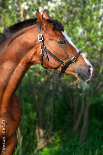 art portrait of bay sportive horse near blossom bush. spring time