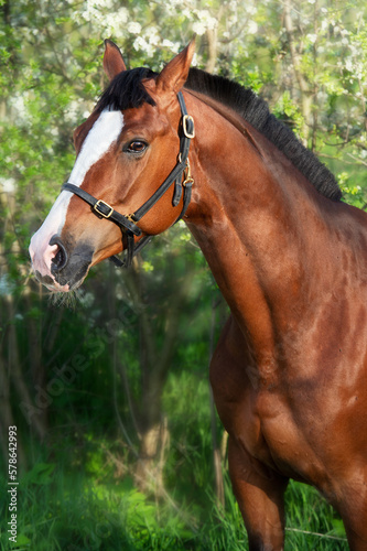 art portrait of bay sportive horse near blossom bush. spring time