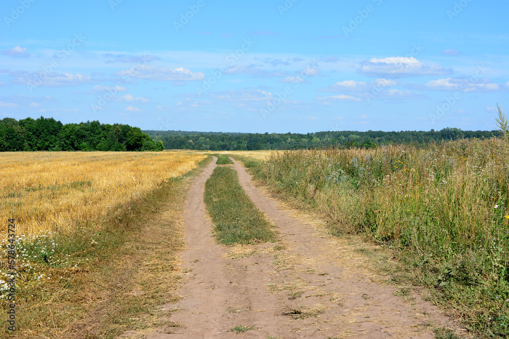 A dirt road leads through a field with a blue sky and forest in the background