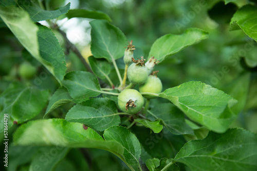 Branch with small apples growing on a tree in garden