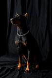 Portrait of doberman dog on black background studio