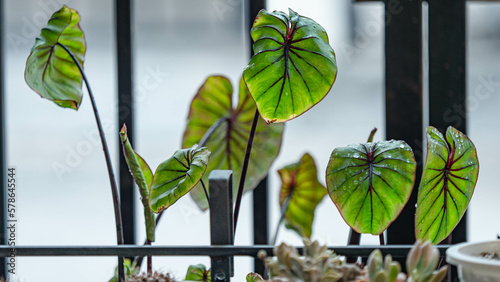 Close up leaf, Colocasia Pharaoh’s Mask, black petiole photo