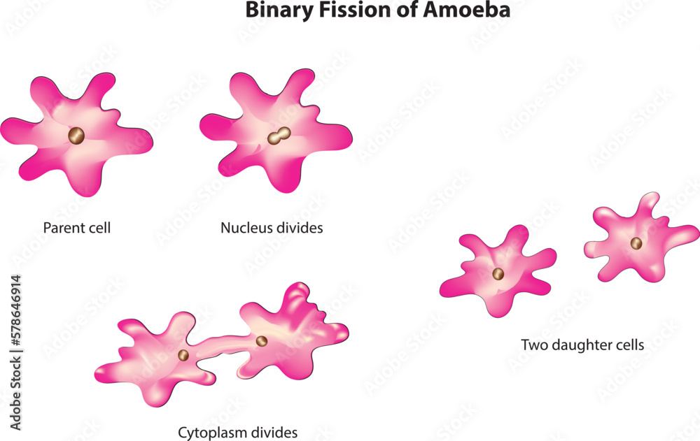 amoeba reproduction diagram amoeba reproduction diagram