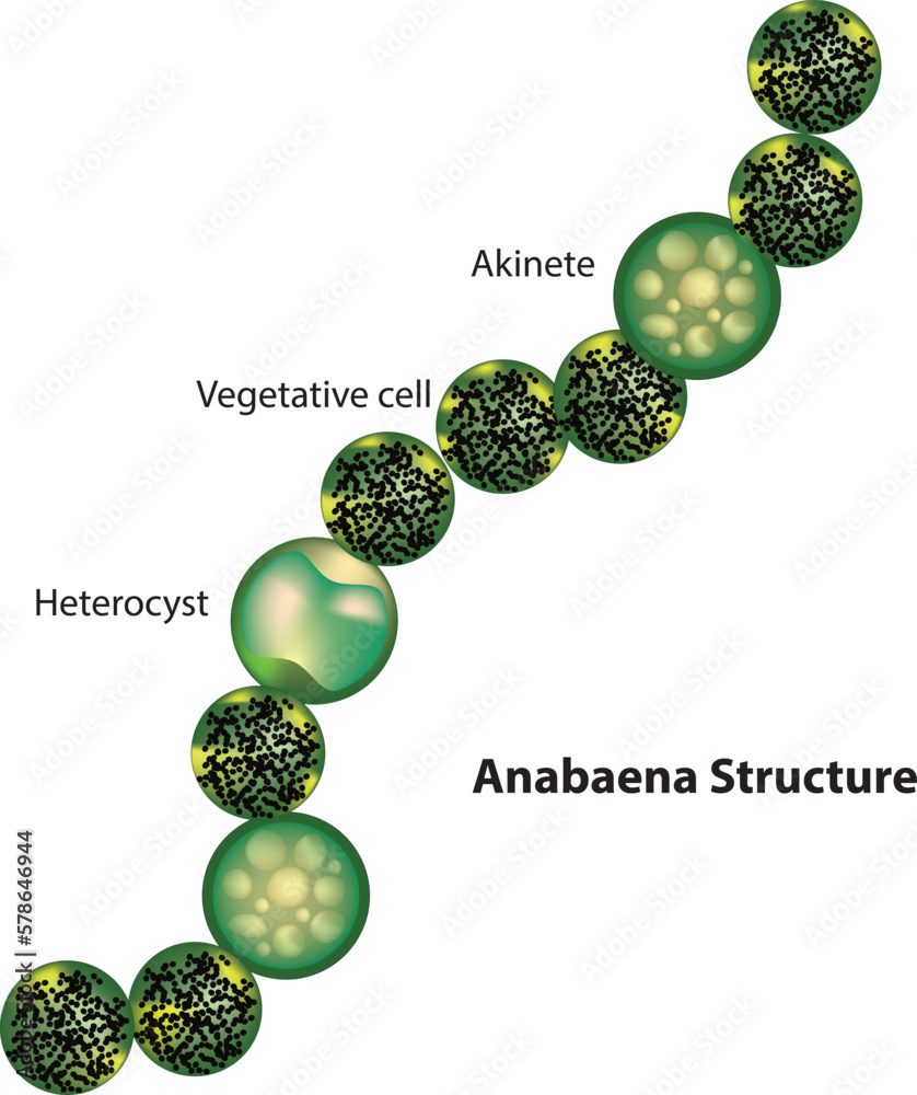 anabaena diagram Stock Vector | Adobe Stock