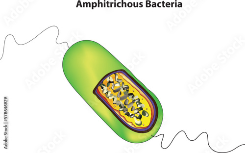 Amphitrochous Bacteria diagram 