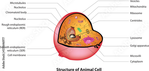 animal cell diagram