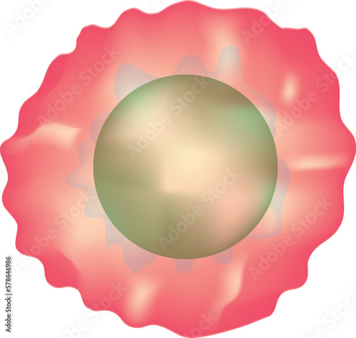 B cell