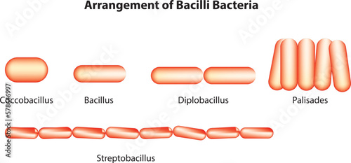 Bacilli bacteria classification  photo