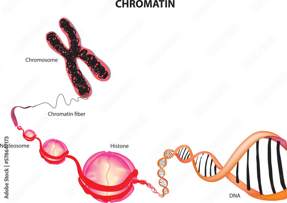 chromatin diagram labeled Stock Vector Adobe Stock