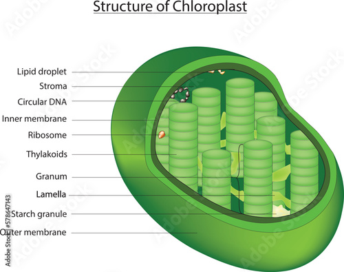 chloroplast diagram photo