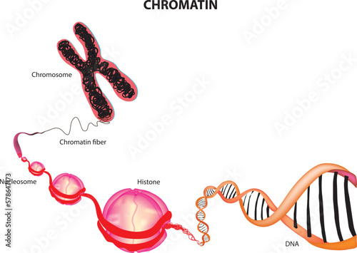 chromatin diagram labeled Fototapet