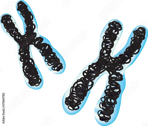 chromosome (DNA molecule is packaged into thread-like structures called chromosomes) photo