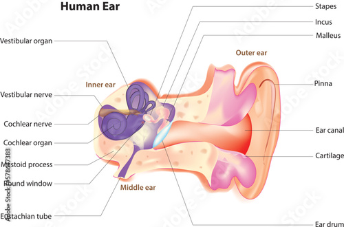 human ear anatomy