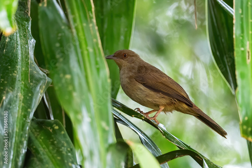 Red-eyed Bulbul - Pycnonotus brunneus, shy hidden perching bird from Southeast Asian forests and woodlands, Mutiara Taman Negara, Malaysia. photo