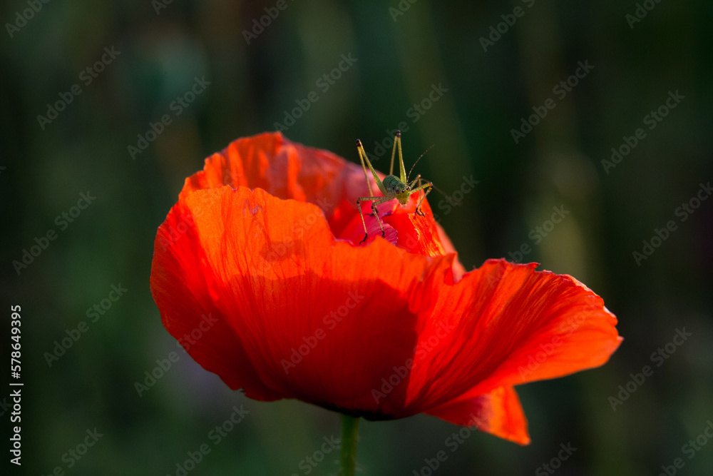 green grasshopper on red poppy flower green grasshopper on red poppy flower