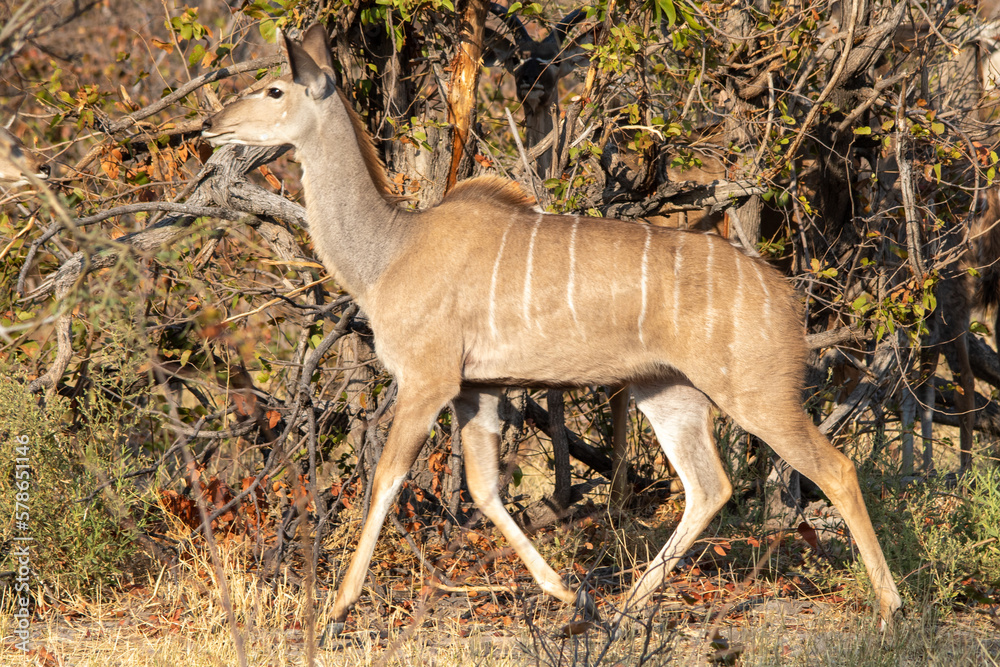 Fototapeta premium A young Greater Kudu cow wanders through a thicket in the wilderness