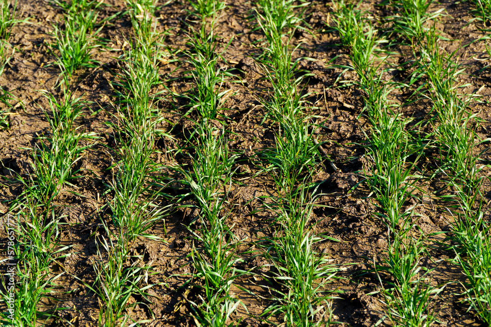 Green wheat growing in soil. Symmetrical lines of shoots of grain crops