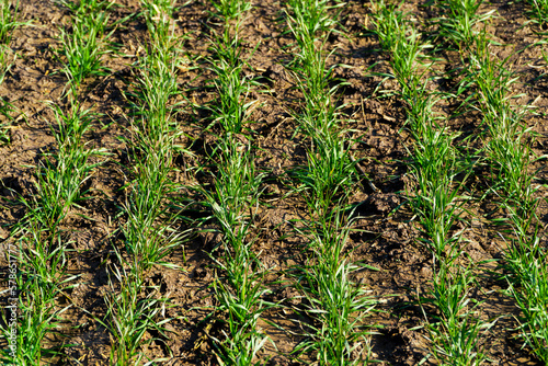 Green wheat growing in soil. Symmetrical lines of shoots of grain crops