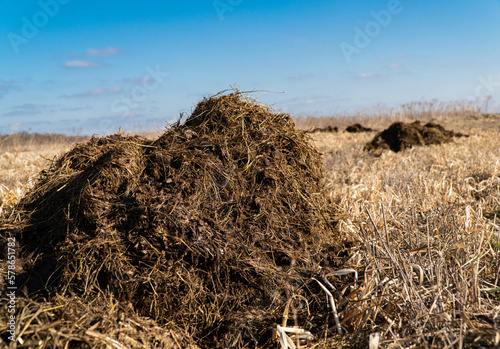 Pile of raw cow manure on the farmyard. Organic fertilizer