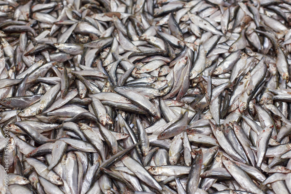 Top view of atlantic herring at fish plant.