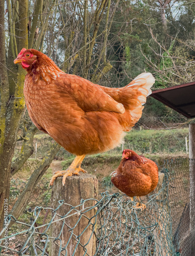 two hens on top of the fence post