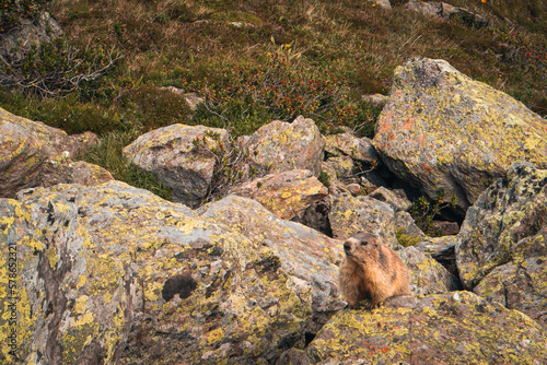 Marmot in the mountains